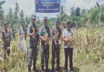 Tentara Panen Jagung di Perbatasan