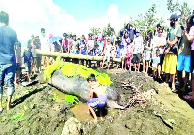 Sekarat, Lumba-Lumba Terdampar di Pantai Amurang Tak Terselamatkan